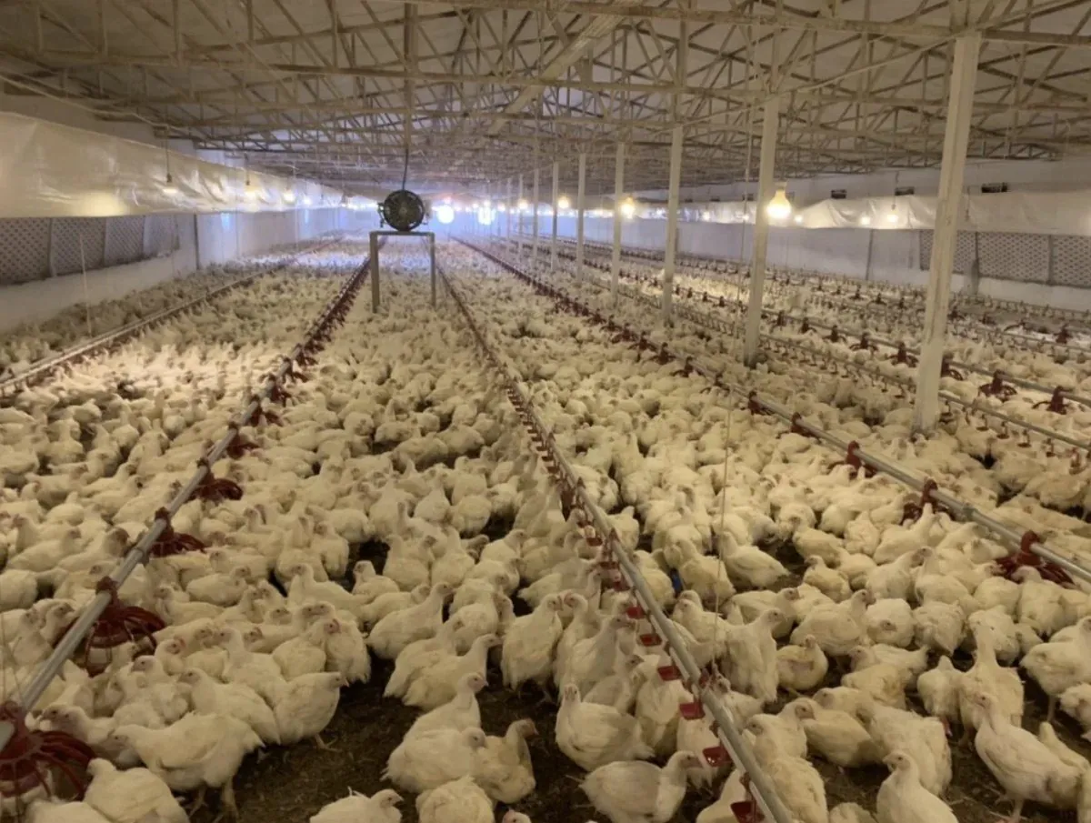 Poultry meat