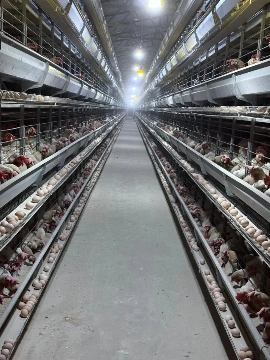 Egg production