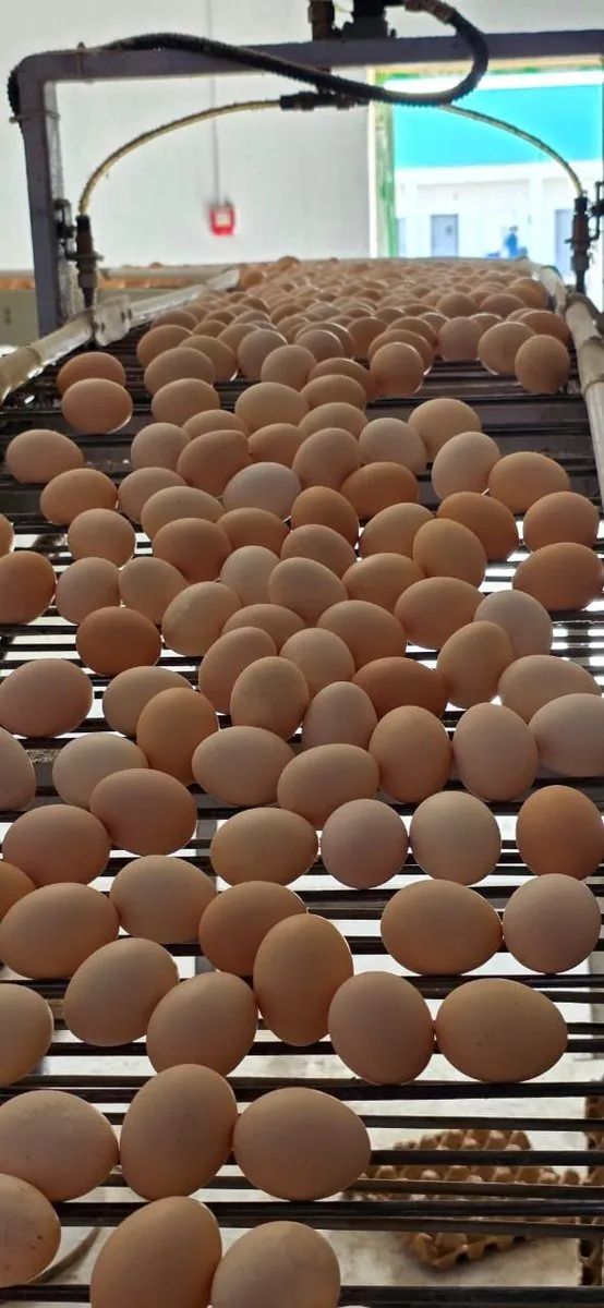 Table eggs