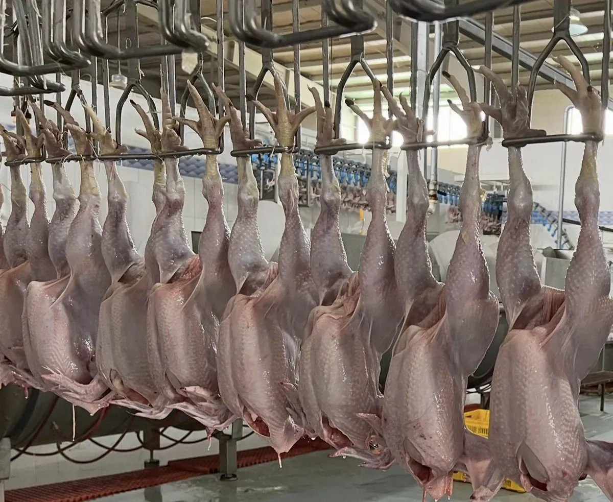 Poultry meat